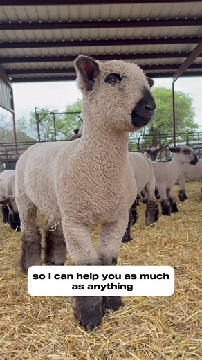 American Sheep Breeders Sharing Knowledge From Past Experiences Raising Livestock #shorts