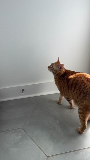 Ginger Kid's Hilarious Jump Fail Caught on Camera