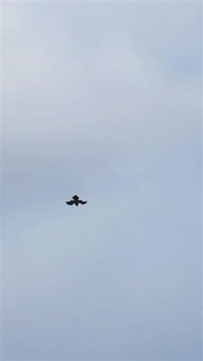 Red tailed hawk dives out of sky and lands in tree