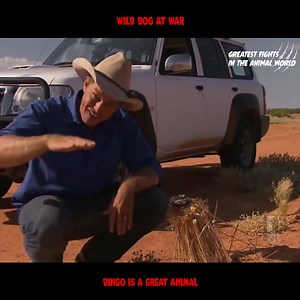 Dingo Wild Dog At War part 1 #AnimalFights #Amazing_Wild_Animals_Moments | Wild Animal Documentary Channel | Facebook