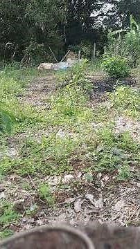 Teste agrupamento slug 67 grains na custon.