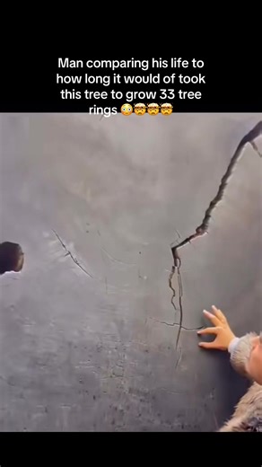 Comparing Human Lifespans to Ancient Tree Growth