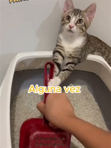 Por qué tu gato usa el arenero limpio 😳 ¿Alguna vez limpias el arenero… y tu gato va corriendo a ensuciarlo otra vez? 😹 No es coincidencia. Para tu gato, tú no eres su dueño… eres su personal de limpieza humano. Y si tanto hacemos por ellos… ¿no deberíamos también darles la mejor alimentación posible? 🐾 Descubre cómo mejorar su salud desde la comida. “Mira el enlace en mi perfil” 👇 . . . #gatos #gatostiktok #mascotasfelices #catsoftiktok #gatosgraciosos #amorporlosgatos #cuidadodemascotas #r