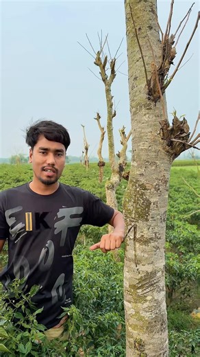 Why do trees grow in the fields #agriculture #farming