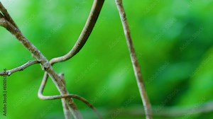 Extreme close up of a Malagasy or madagascar leaf nosed snake (Langaha madagascariensis) in Madagascar island.