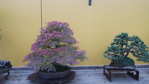 Bonsai terug binnen in de serres. Danny Use, Bonsai Center Ginkgo, Heirweg 190, 9270 Laarne, België. ginkgo1@telenet.be Voor aankopen open op afspraak 0032 (0)475.69.76.90 | Danny Ginkgo