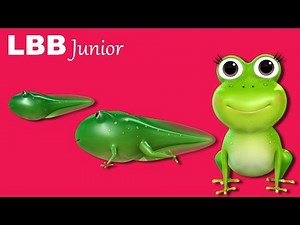 Life Cycle of A Frog Song | Original Songs | By LBB Junior