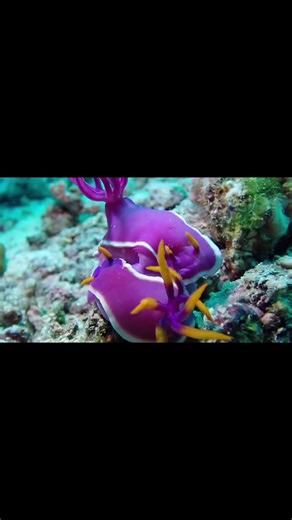 The nudibranch (or sea slug) is a colorful, soft-bodied marine mollusk found in oceans worldwide. They lack an external shell as adults, sport vibrant patterns and psychedelic colors for camouflage or warning, and breathe through feathery external gills on their backs. #Nudibranch #FYP #SeaSlug #MarineLife #Nudibranchs