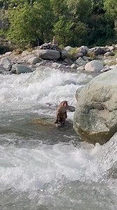 44K views · 667 reactions | The monkey didn't stand a chance  | Daily Mail Animals | Facebook