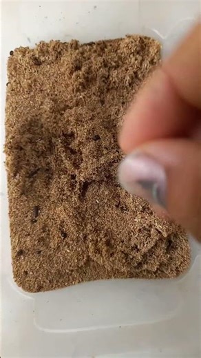 Beware of red beetles in your mealworm colony!