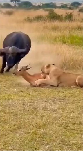 Buffalo Hero Saves Deer from Lion Attack! 🐃🦌🦁 Incredible Wildlife Rescue