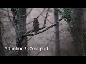 Hibou Grand Duc