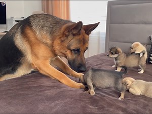 2.1M views · 71K reactions | German Shepherd Meets Puppies for the First Time | Suusuu | Facebook