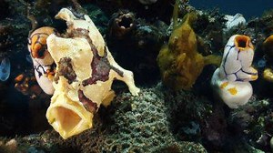 The frogfish swallows its victims whole (without actually biting them). | WIRED