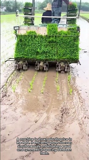 Modern Rice Farming: Machine Planting in Action
