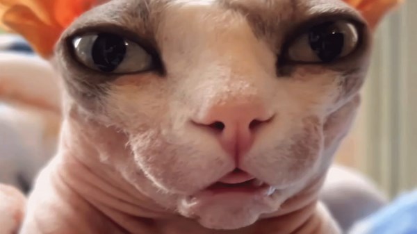 Dog person gets her first cat. Now she doesn't want a dog anymore. Thanks to instagram.com/cranky.and.polina/ for the interview | GeoBeats Animals