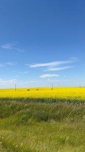 Cardston, Alberta, Canada 💛 #alberta #canada #explorealberta #highway #roadtrip #Cardston #canolafields #canola | Explore Alberta