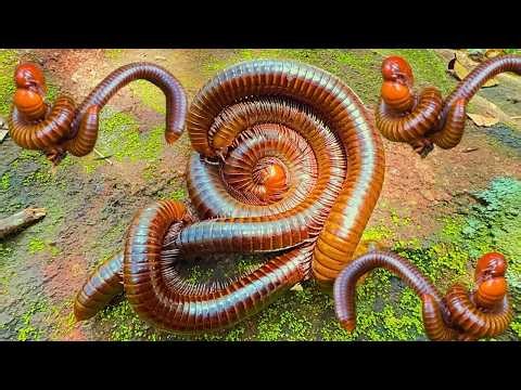 Unbelievable Millipede Hunt! Catching Giant Millipedes & Rare Mating Moments
