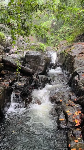 Sinharaja Rain forest | Sri Lanka 🌿 #sinharaja #srilanka #nature #sinharajarainforest #ceylon #travel #wildlife #srilankatravel #rainforest #ceylon #naturephotography #travelgram #deniyaya #naturelovers #birds #travelphotography #instagood #travelsrilanka #galle #colombo #explore #rainforest #rain #waterfall #waterfallsoftiktok #tiktok #tiktoksrilanka #traveltiktok