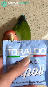 32K views · 619 reactions | This parrot can open coffee packets for it's owner! 殺 So precise and satisfying! 列 | Animal Antics | Facebook