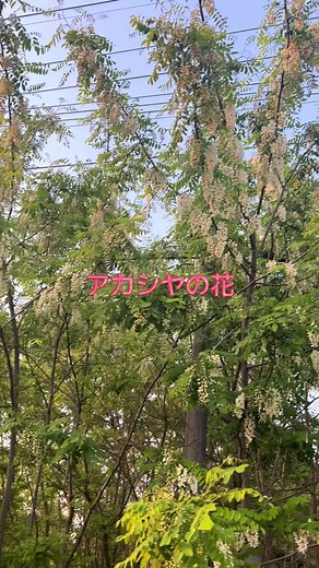ニセアカシアの花を天ぷらで楽しむ方法