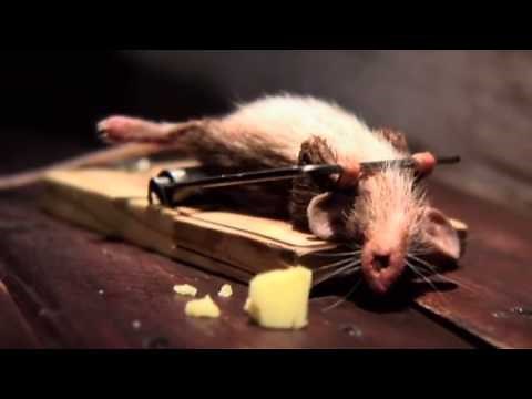 Mouse never gives up on a trap