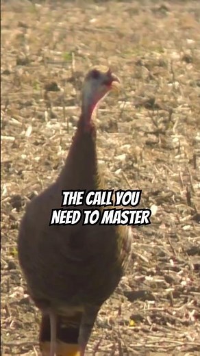 The Only Turkey Call You Need to Master 🦃