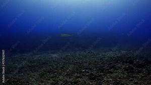 Sharks of the pass of the Atoll of Fakarava in the French Polynesia in the Middle of the South Pacific. Incredible place where you can dive with more than 700 hundreds sharks everyday