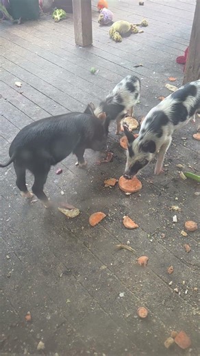 bacon eating bacon #australia #pigs #farming
