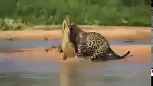 lion vs crocodile.... very amazing ..a video u have never seen before......