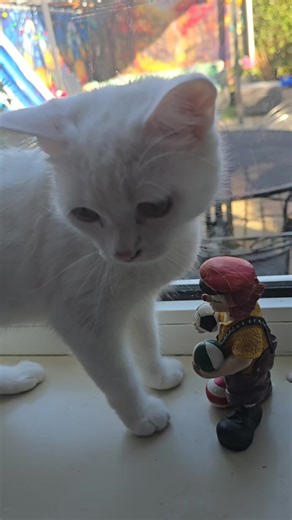 Ice & Lilly❤️ op TikTok