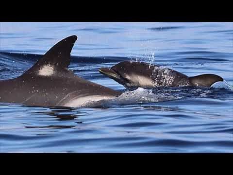 LIFE CYCLE OF A DOLPHIN