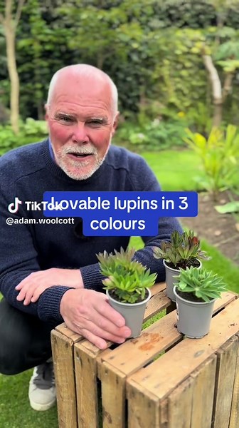 Discover Lovable Lupins: A Colorful Addition to Gardens