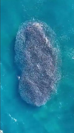 Sharks circle a bait ball off Bondi in dramatic coastal scene