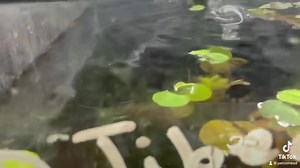 The Shadow Panda Caridina Dwarf Shrimp captivates with its striking...