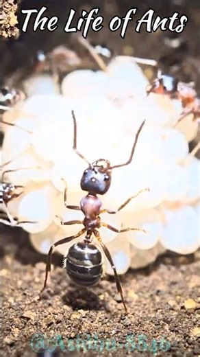 Tiny ant POV Inside a secret Underground World 🐜 | RealMicro Camra Footage #Shorts