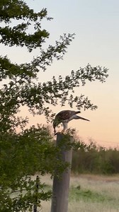 Gray Hawk with a Rat! There are probably less than 100 nesting pairs in the US with most in Arizona-- we're thankful to have this juvenile at Estero Thank you, Ranger Abran! | Estero Llano Grande State Park