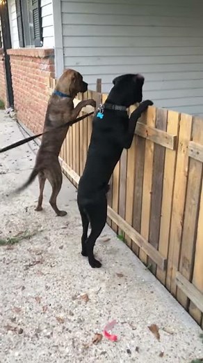 Pit mastiff, boxer mix!