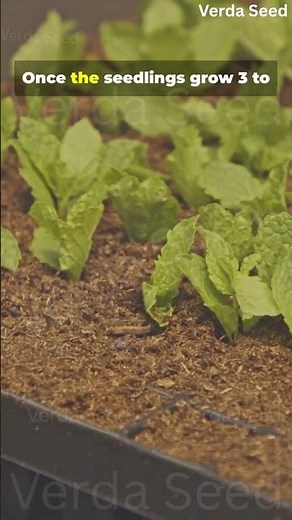 From Seed to Harvest: Grow Pak Choy in Just 30 Days 🌱
