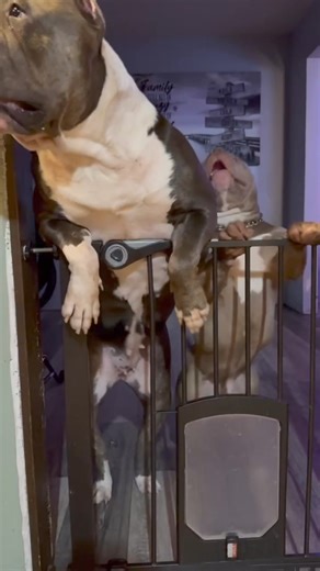 Miss Demeanor & Juice hope you have a great day ❤️ Follow us 👉🏼 Keep it Bully Productions #americanbully #americanbullylife #americanbullypuppy #animal #animals #bulliesofinstagram #bully #bullybreed #bullybreeds #bullylove #bullymagazine #bullyworldwide #cutedog #cutedogs #dog #doggo #doglovers #dogoftheday #dontbullymybreed #fypシ゚ #fbreelsvideo #instagood #pets #petsofinstagram #pup #puppies #puppiesofinystagram #puppylife #puppylove | Keep it Bully Productions