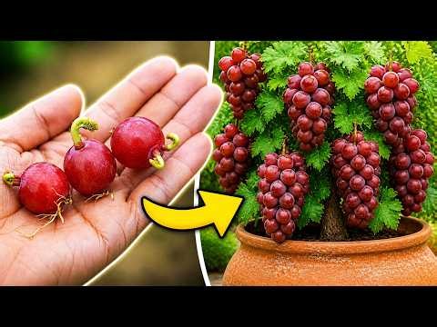 Can You Really Grow Grapes From Grapes?🍇