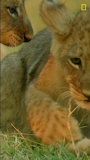 These Baby Lions just can't wait to be kings! 👑 🦁