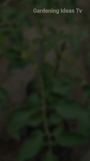 Tips mencegah hama tomat pakai daun pepaya #reels #fb #gardenideas | Gardening Ideas HD