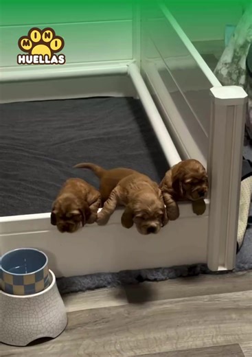 COCKER SPANIEL 🫶 #cocker #cockerspaniel #cockerspanielsoftiktok #cockerspanielpuppy