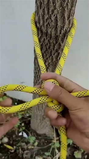 the process of tying patterned bogie ropes to trees with good, strong and fast ties.