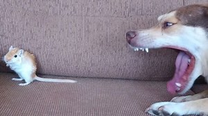 Soltei o Gerbil junto com o Mini-Nino | Pai do Ninão