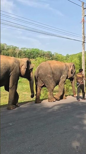 How Elephants Use Their Social Structure for Survival | Art of Life Insurance