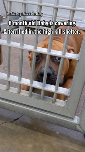 8 month old Baby is terrified & cowering, she will be euthanized as soon as Tuesday 1/16 by 10AM. She needs out asap. The shelter is almost full, 1 of longest residents. She’s dog & kid friendly. She’s shy & scared, but sweet. Kennel 28, “Baby,” Animal ID #24015 Unaltered Female, 8 Mo Old, Boxer/Bully Mix Surrendered 1/3/24 because she exceeds the weight limit for apartment. Contact @TheDogsNeedOurHelp if out of state, shelter can’t help with transport or holding until then. Need temp foster in 