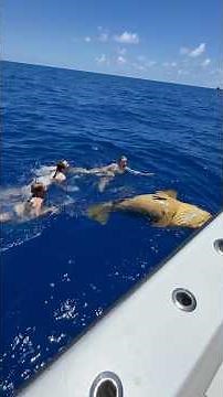 Swimming with a 600+ pound fish