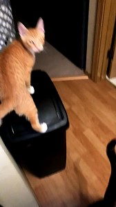 When life gets them down, science can lift them up. Ask your vet about Hill’s Prescription Diet — life changing nutrition. | Hill’s Pet Nutrition | Facebook